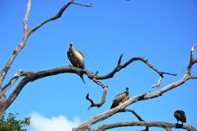 photo of the Vulture birds on a tree on a sunny day