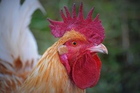 The rooster with a red crest