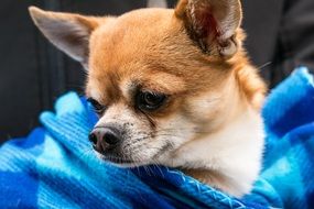 Chihuahua sitting in blue coverlet