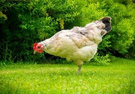 Chicken Bird on a farm