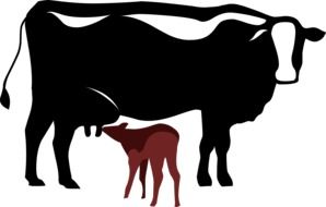 cow feeding calf as a drawing
