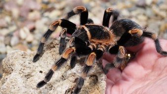 brown black tarantula