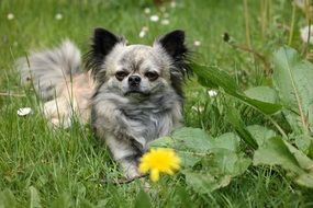 a cute Chihuahua is in the grass