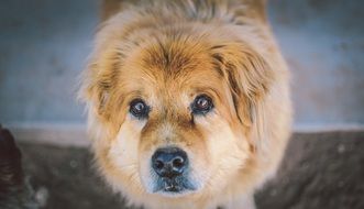 fluffy puppy outdoors