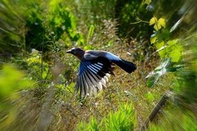 fast flying bird