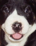 portrait of black and white puppy