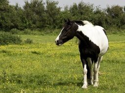 black and white horse on the summer meadow