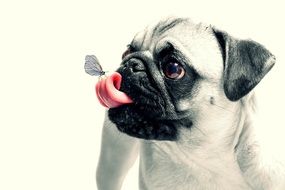 Butterfly on the pug