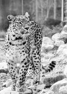 persian leopard in black and white