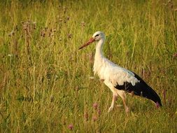 Stork Bird on a field