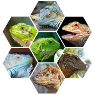 a collage of photos of lizards