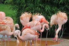 Pink Flamingo water bird