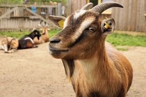 brown goat in the zoo