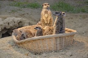 Meerkat Mongoose Funny