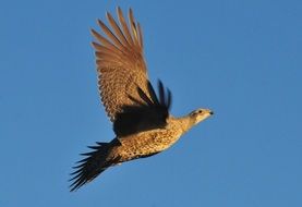 female Greater Sage Grouse Flying in blue sky