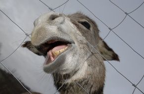 face of a funny gray donkey with teeth