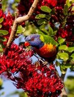 rainbow lorikeet on the tree