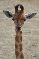 portrait of a giraffe with long neck