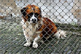 helpless Animal Welfare Dog Imprisoned
