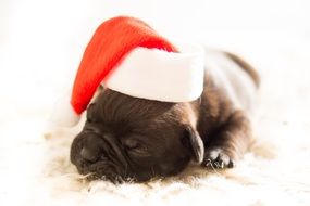 Cute Puppy Dog in red and white santa hat sleeps on carpet