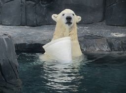 polar bear in the water near the stones