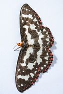 butterfly with brown markings on the wings on a blue background