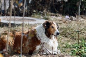 Collie Dog, Shepherd rests on ground