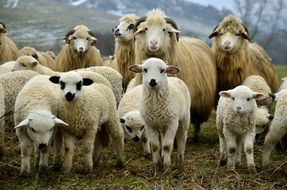 Rural landscape of lamb flock
