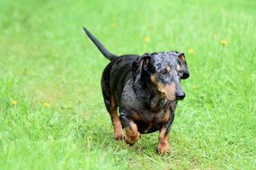 dachshund as a sausage