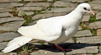white dove on the pavement