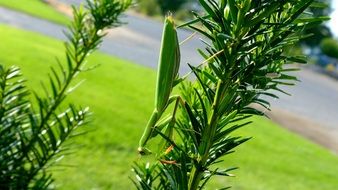 green mantis on a plant branch