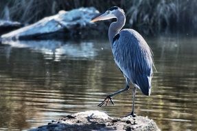 Peaceful Heron Bird