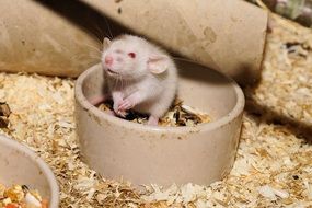 little white mouse
