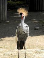 Grey Crowned Crane bird in the zoo