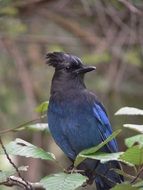 blue jay on a tree branch