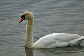 Beautiful white swan on the water on the lake