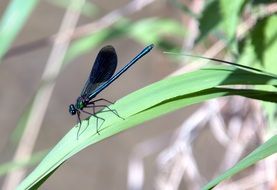 bright blue dragonfly on green grass close-up