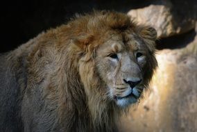 portrait of a tired majestic lion