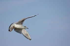 Landscape of Seagull over the baltic sea