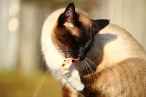 Siamese Cat Cleaning Paw