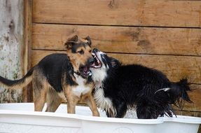 dogs playing in the water