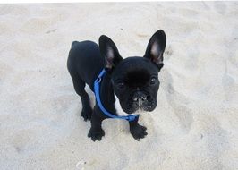 wondrous Bulldog Puppy