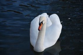 a white swan swims on a lake in spring
