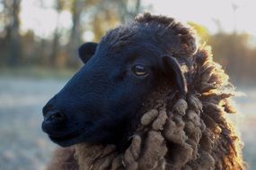 sheep head in the sun