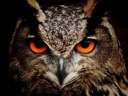 Owl Bird red Eyes