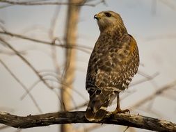 hawk stands on a tree branch