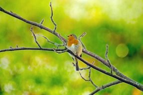 bird on a thin tree branch