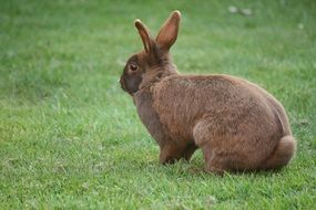 cute fluffy gray bunny on green grass