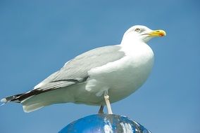 portrait of herring seagull bird