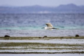 picture of the little egret at the background of the sea